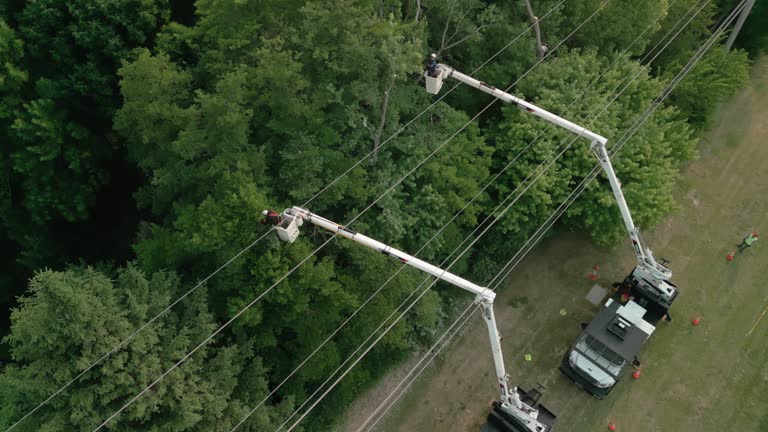 How Our Tree Care Process Works  in Needville, TX